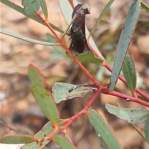 Melobasis propinqua at Bungendore, NSW - 11 Oct 2024