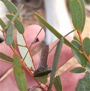 Melobasis propinqua at Bungendore, NSW - 11 Oct 2024