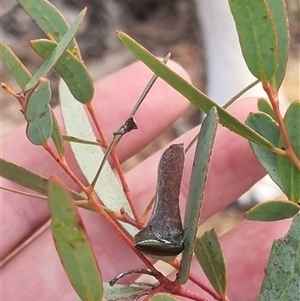 Melobasis propinqua at Bungendore, NSW - 11 Oct 2024