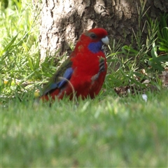 Platycercus elegans (Crimson Rosella) at Braidwood, NSW - 11 Oct 2024 by MatthewFrawley