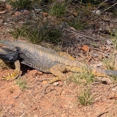 Pogona barbata at Watson, ACT - suppressed
