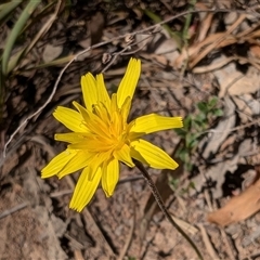 Microseris walteri (Yam Daisy, Murnong) at Hackett, ACT - 11 Oct 2024 by sbittinger