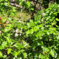 Crataegus monogyna at Strathnairn, ACT - 11 Oct 2024