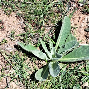 Verbascum thapsus subsp. thapsus at Strathnairn, ACT - 11 Oct 2024