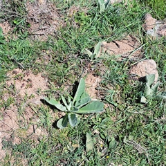 Verbascum thapsus subsp. thapsus at Strathnairn, ACT - 11 Oct 2024