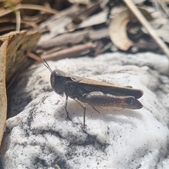 Cryptobothrus chrysophorus (Golden Bandwing) at Bungendore, NSW - 11 Oct 2024 by clarehoneydove