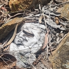Cryptobothrus chrysophorus at Bungendore, NSW - suppressed