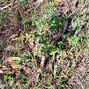 Crataegus monogyna at Strathnairn, ACT - 11 Oct 2024