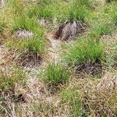 Carex appressa (Tall Sedge) at Strathnairn, ACT - 11 Oct 2024 by abread111