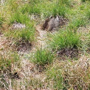 Carex appressa at Strathnairn, ACT - 11 Oct 2024