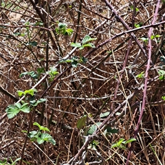 Rubus anglocandicans (Blackberry) at Strathnairn, ACT - 11 Oct 2024 by abread111