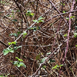 Rubus anglocandicans at Strathnairn, ACT - 11 Oct 2024