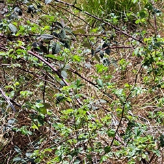 Rubus anglocandicans at Strathnairn, ACT - 11 Oct 2024