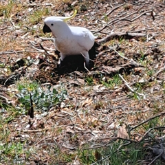 Cacatua galerita (Sulphur-crested Cockatoo) at Strathnairn, ACT - 11 Oct 2024 by abread111