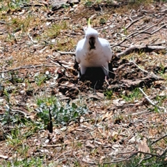 Cacatua galerita at Strathnairn, ACT - 11 Oct 2024 12:19 PM