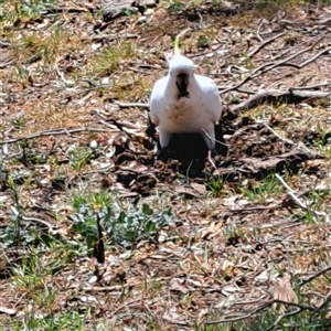 Cacatua galerita at Strathnairn, ACT - 11 Oct 2024 12:19 PM