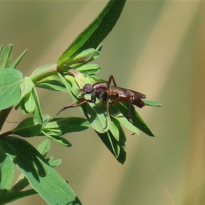 Ectinorhynchus sp. (genus) (A Stiletto Fly) at Bonython, ACT - 11 Oct 2024 by RodDeb