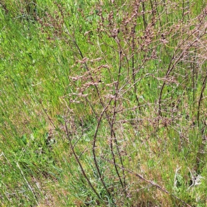 Hypericum perforatum at Strathnairn, ACT - 11 Oct 2024