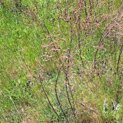 Hypericum perforatum (St John's Wort) at Strathnairn, ACT - 11 Oct 2024 by abread111