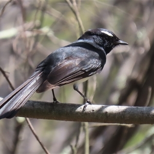 Rhipidura leucophrys at Bonython, ACT - 11 Oct 2024 01:21 PM