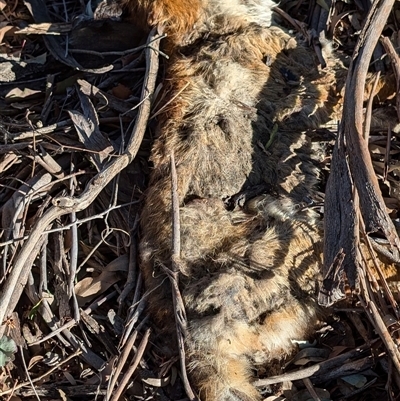 Vulpes vulpes (Red Fox) at Watson, ACT - 20 Sep 2024 by sbittinger