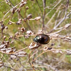 Chrysolina quadrigemina at Strathnairn, ACT - 11 Oct 2024