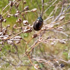 Chrysolina quadrigemina at Strathnairn, ACT - 11 Oct 2024