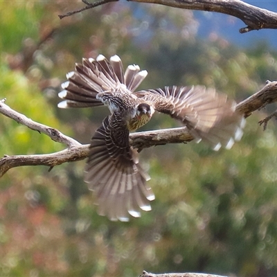 Anthochaera carunculata (Red Wattlebird) at Bonython, ACT - 11 Oct 2024 by RodDeb