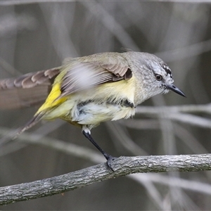 Acanthiza chrysorrhoa at Bonython, ACT - 11 Oct 2024