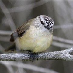 Acanthiza chrysorrhoa at Bonython, ACT - 11 Oct 2024