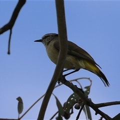 Acanthiza chrysorrhoa at Bonython, ACT - 11 Oct 2024