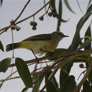 Acanthiza chrysorrhoa at Bonython, ACT - 11 Oct 2024