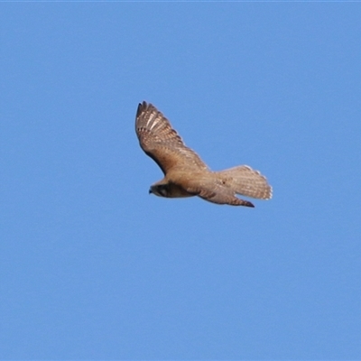 Falco berigora (Brown Falcon) at Bonython, ACT - 11 Oct 2024 by RodDeb