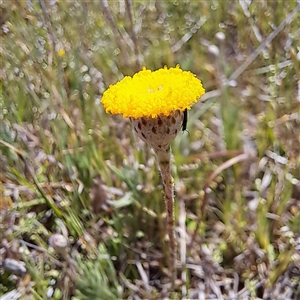 Leptorhynchos squamatus subsp. squamatus at Strathnairn, ACT - 11 Oct 2024