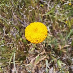 Leptorhynchos squamatus subsp. squamatus at Strathnairn, ACT - 11 Oct 2024