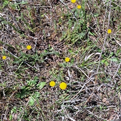 Leptorhynchos squamatus subsp. squamatus at Strathnairn, ACT - 11 Oct 2024