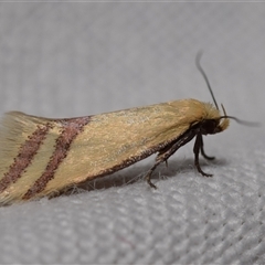 Coeranica isabella (A Concealer moth) at Jerrabomberra, NSW - 11 Oct 2024 by DianneClarke