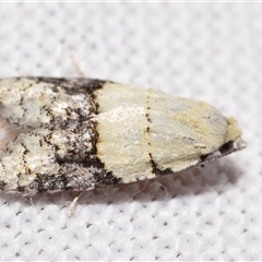 Tracholena sulfurosa (A tortrix moth) at Jerrabomberra, NSW - 11 Oct 2024 by DianneClarke