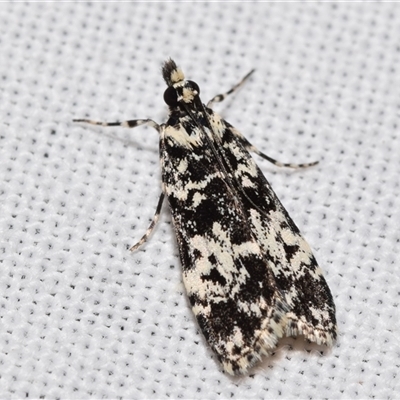 Scoparia exhibitalis (A Crambid moth) at Jerrabomberra, NSW - 11 Oct 2024 by DianneClarke