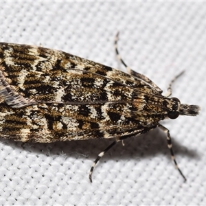 Eudonia epicryma at Jerrabomberra, NSW - 11 Oct 2024