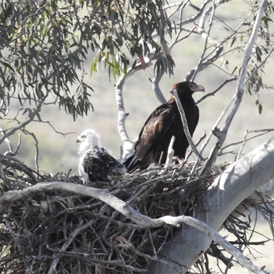 Aquila audax (Wedge-tailed Eagle) at Kambah, ACT - 11 Oct 2024 by HelenCross