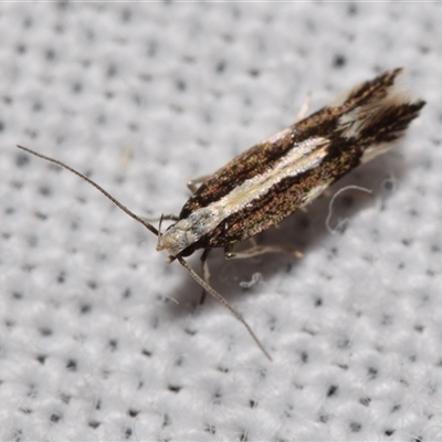 Labdia oxysema (A Curved-horn moth) at Jerrabomberra, NSW - 11 Oct 2024 by DianneClarke