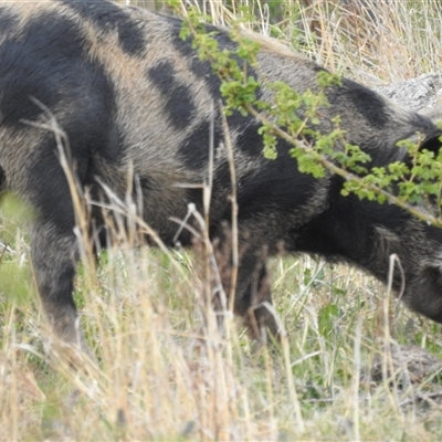 Sus scrofa (Pig (feral)) at Kambah, ACT - 10 Oct 2024 by HelenCross