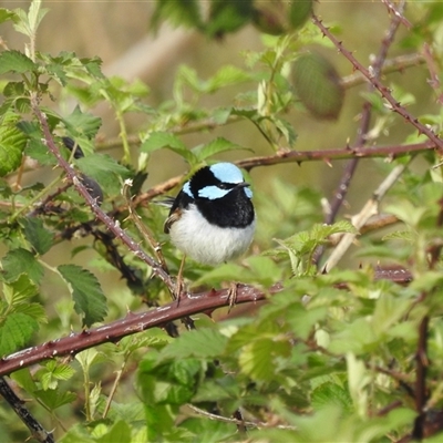 Malurus cyaneus (Superb Fairywren) at Kambah, ACT - 10 Oct 2024 by HelenCross