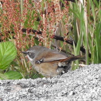 Sericornis frontalis (White-browed Scrubwren) at Kambah, ACT - 10 Oct 2024 by HelenCross