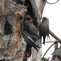 Artamus cyanopterus (Dusky Woodswallow) at Kambah, ACT - 10 Oct 2024 by HelenCross