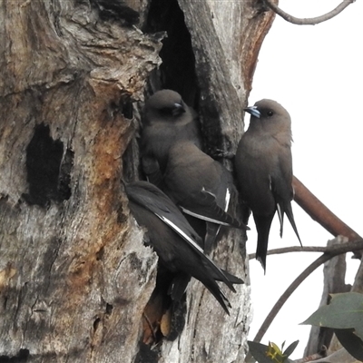 Artamus cyanopterus (Dusky Woodswallow) at Kambah, ACT - 11 Oct 2024 by HelenCross