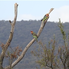 Platycercus eximius (Eastern Rosella) at Kambah, ACT - 10 Oct 2024 by HelenCross