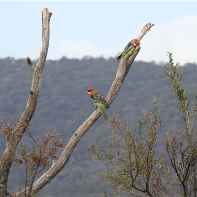 Platycercus eximius (Eastern Rosella) at Kambah, ACT - 10 Oct 2024 by HelenCross