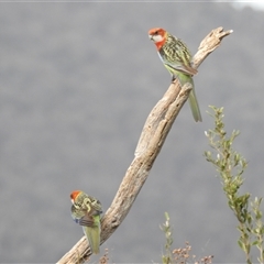 Platycercus eximius at Kambah, ACT - suppressed